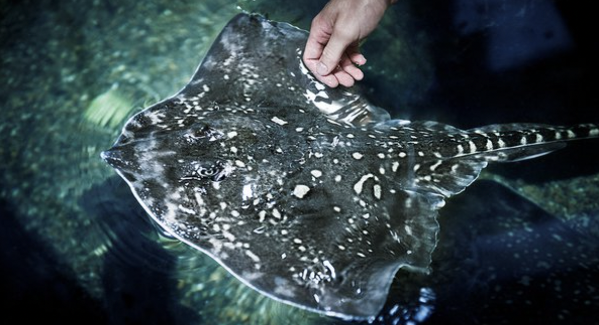 A stingray 