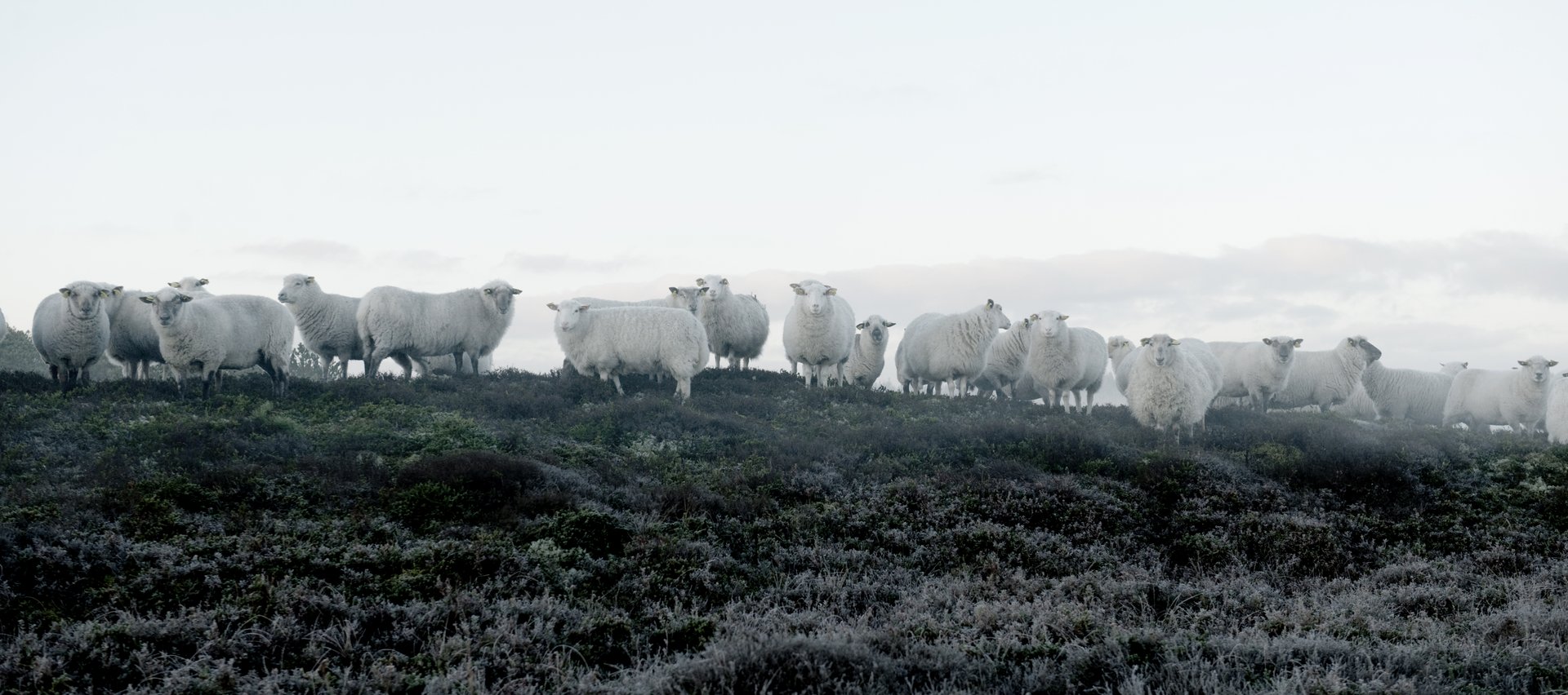 Sheep in morning mist NationalPark Thy