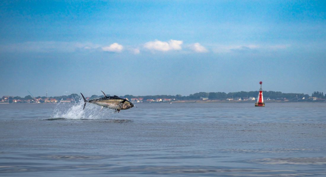 A tuna fish jumping above water