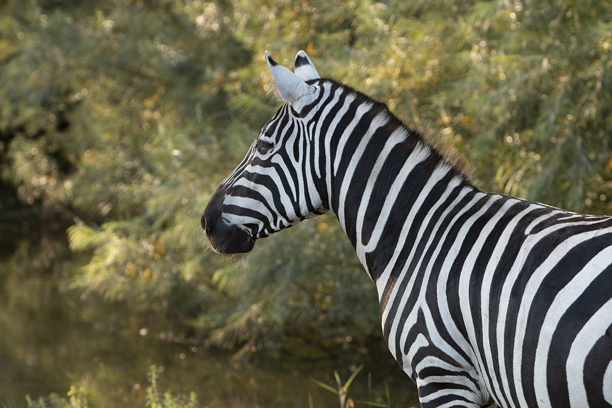A zebra