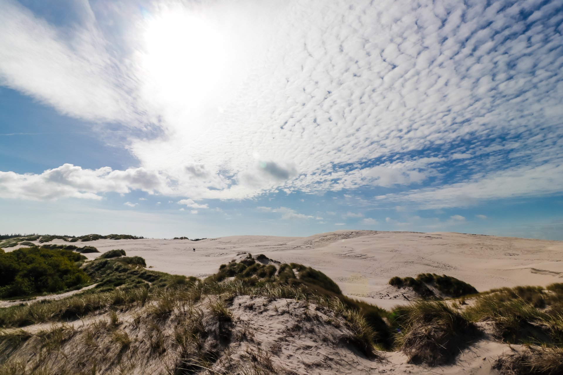 Råbjerg Mile in North Jutland