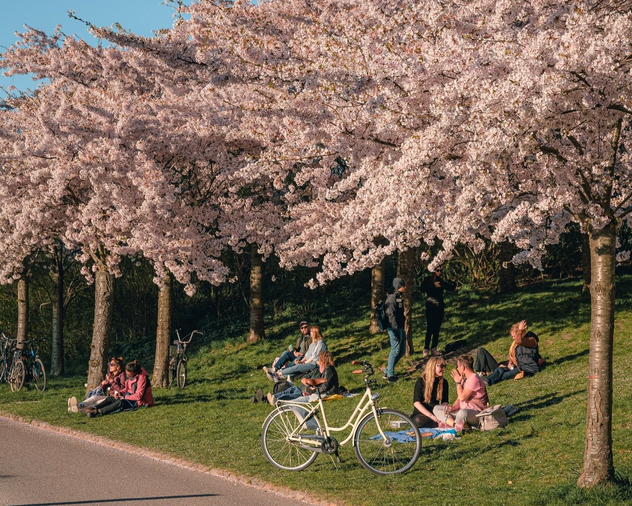 Kastellet mit Kirschblüten im Frühling