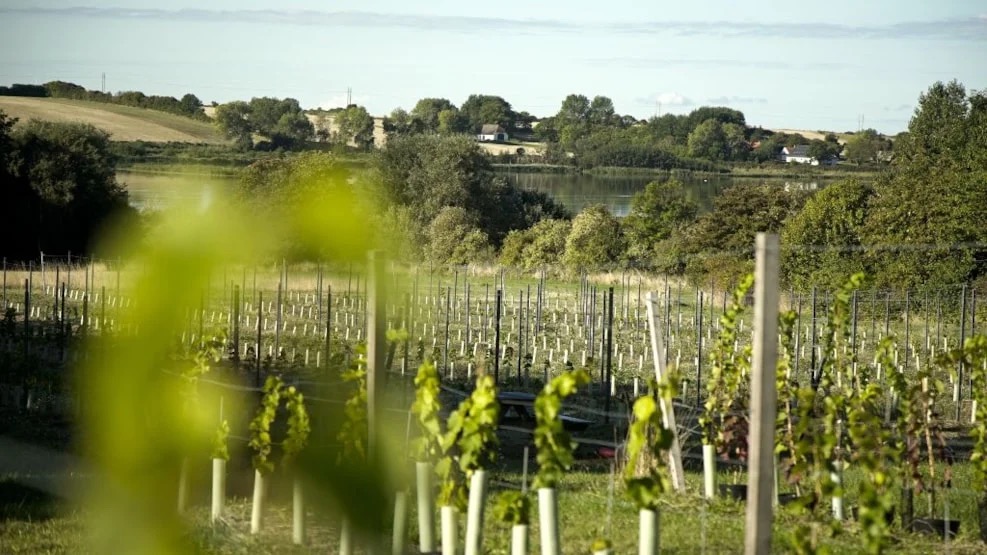 Ærø Vineyard