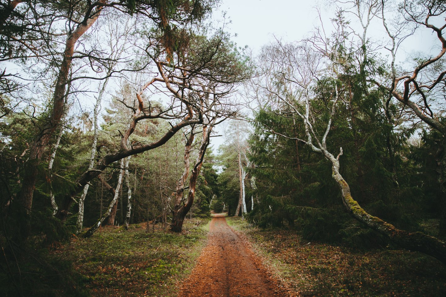 Forest near Vinderød and Frederiksværk in North Zealand
