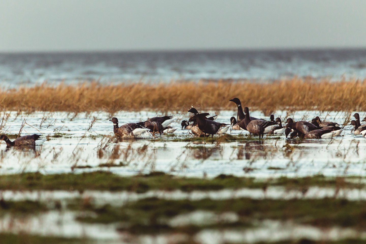 Nationalpark Vadehavet, Wadden Sea