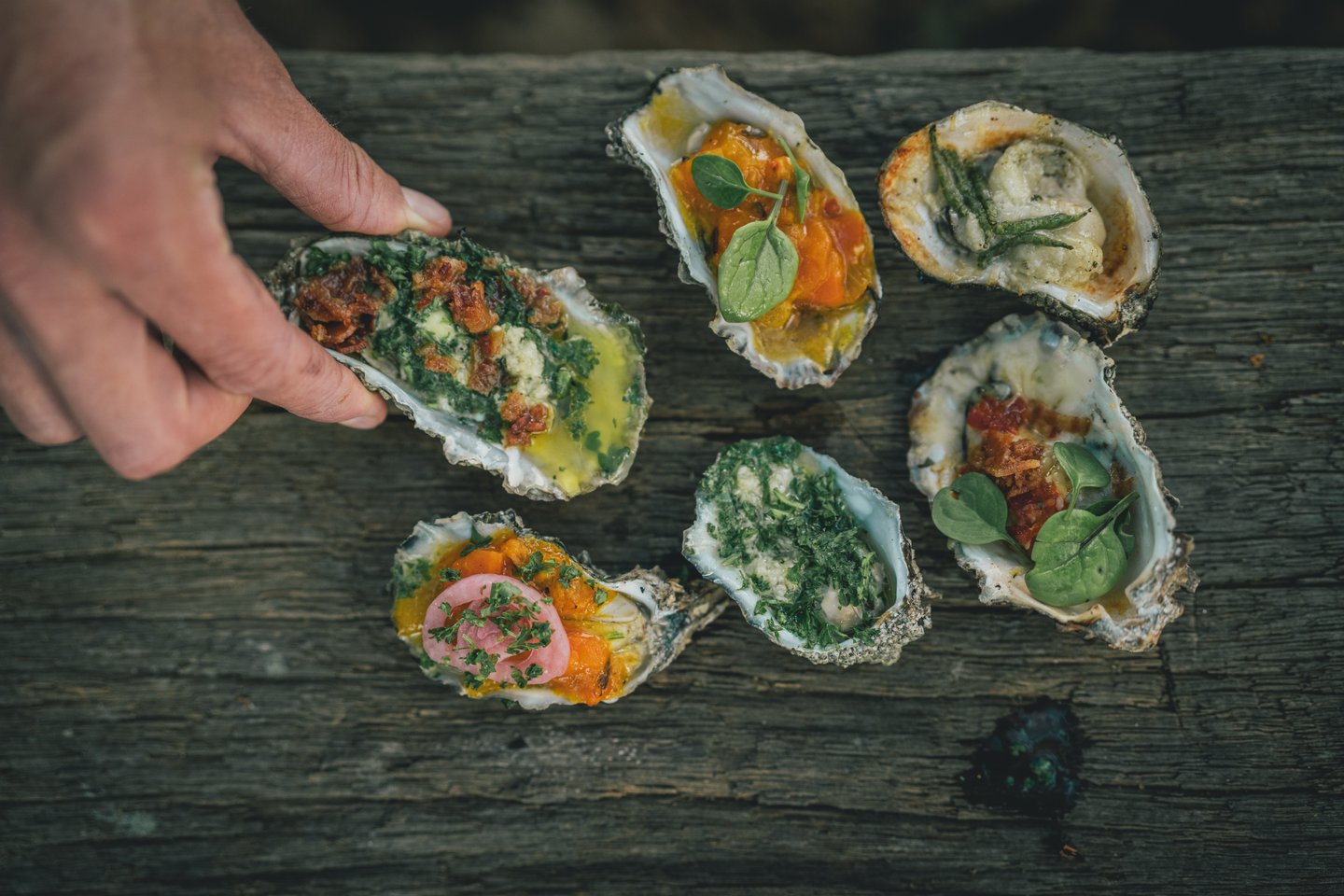 Oysters from oyster safari on Vadehavscentret