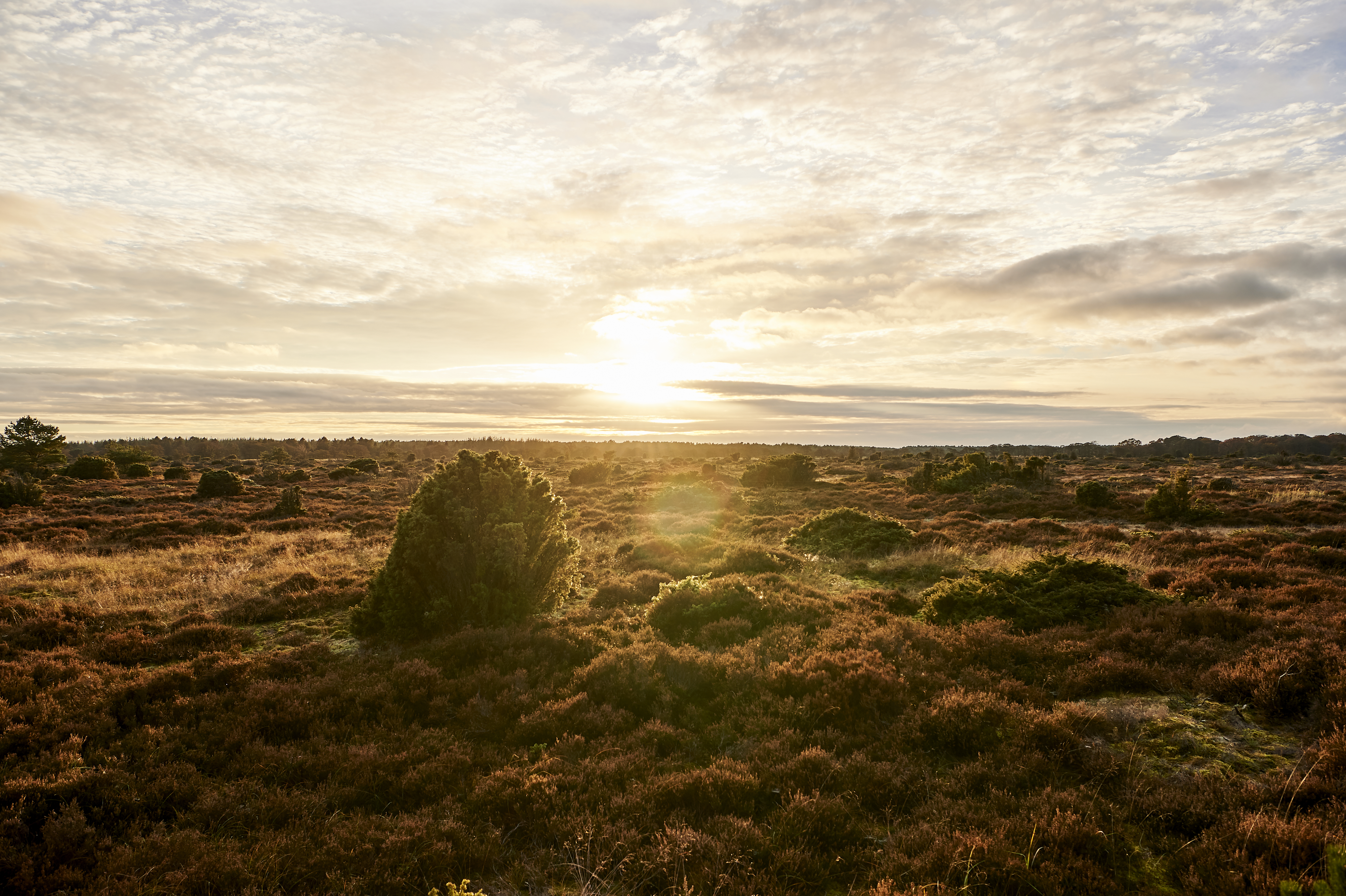Lille Vildmose in North Jutland