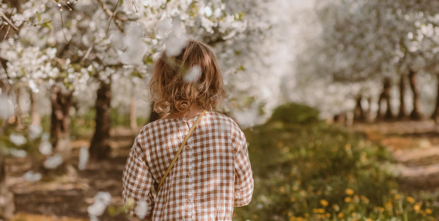 Child walking in apple orchard, Gårdagergård , in Denmark. 