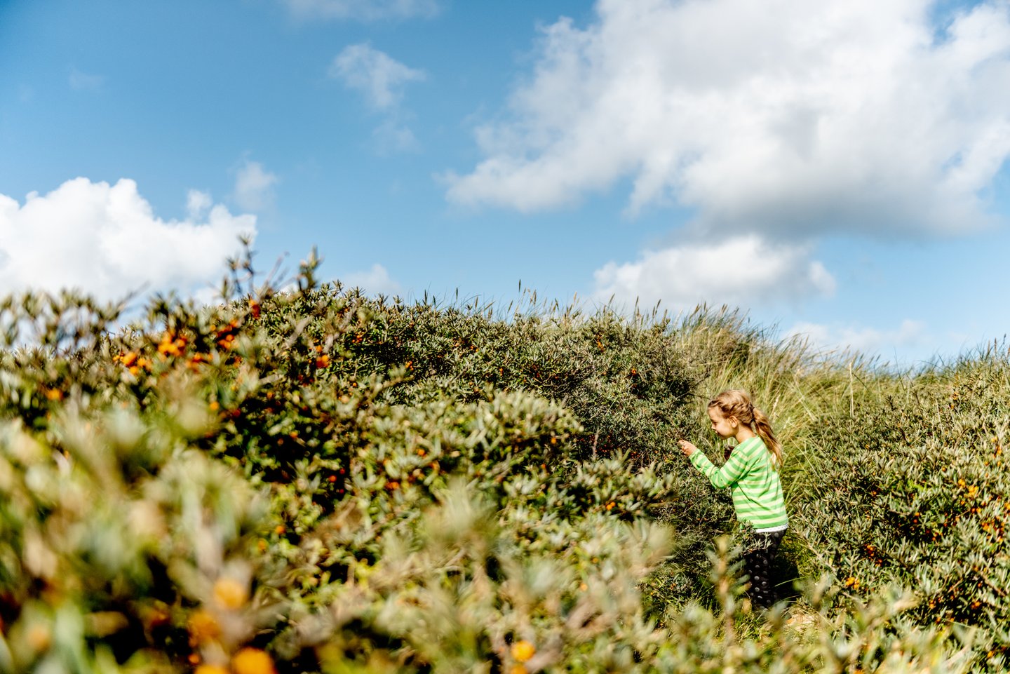 Child picking sea buckthorn in National Park Thy, on the north west coast of Denmark