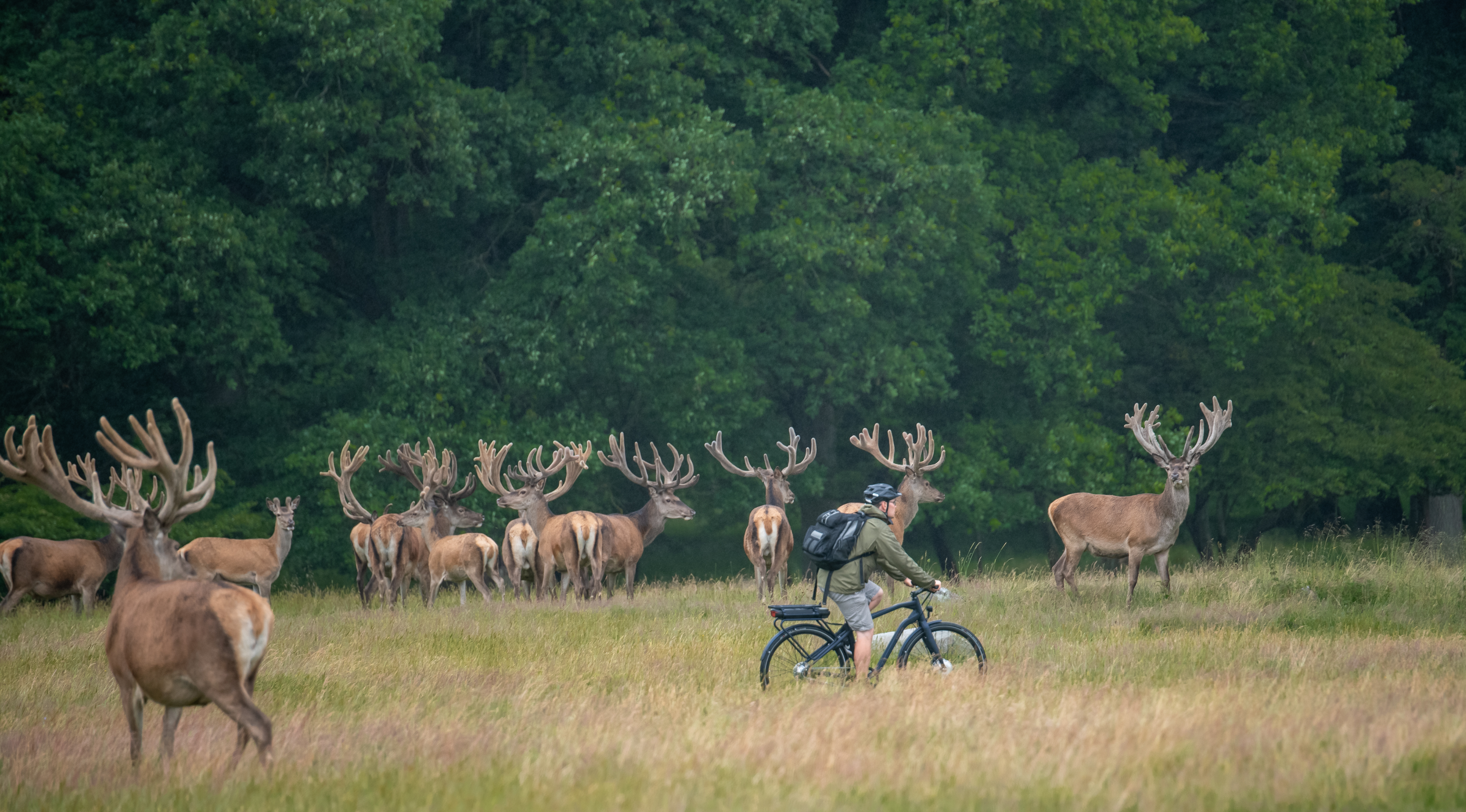 Hirsche im Nationalpark Kongernes Nordsjælland