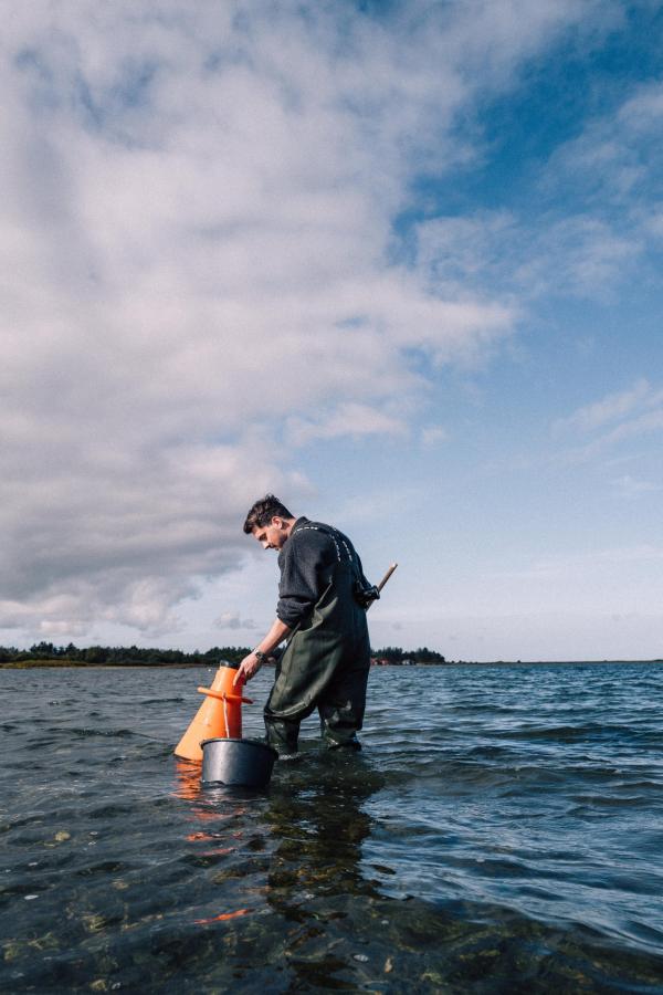 Ein Mann auf Austernsafari in Dänemark