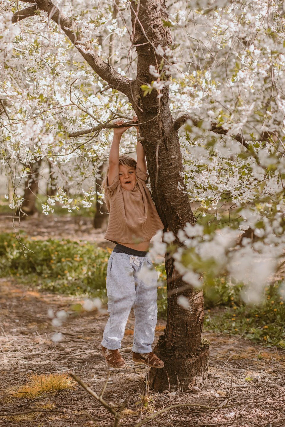 Kind spielt im Kirschbaum am Gårdagergård