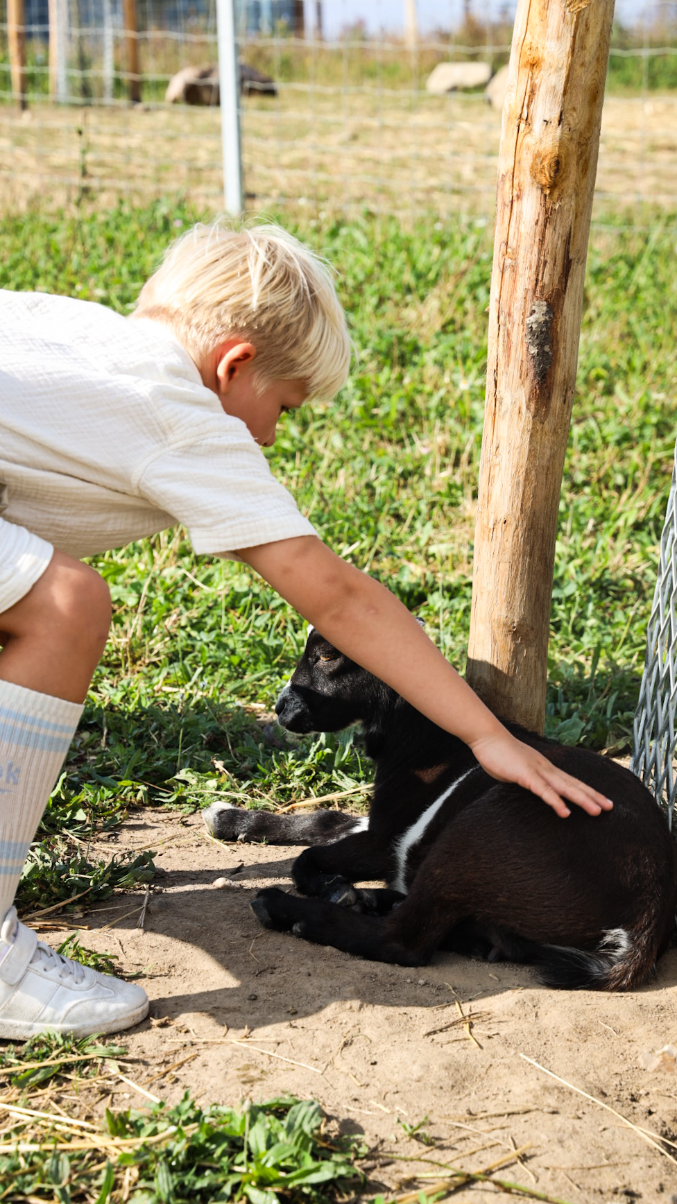Child petting a goat at Center Parcs Nordborg Resort