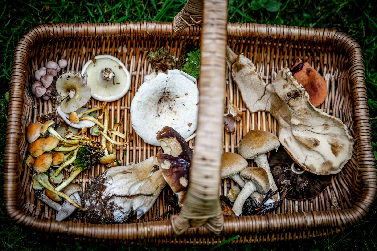 Mushroom foraging