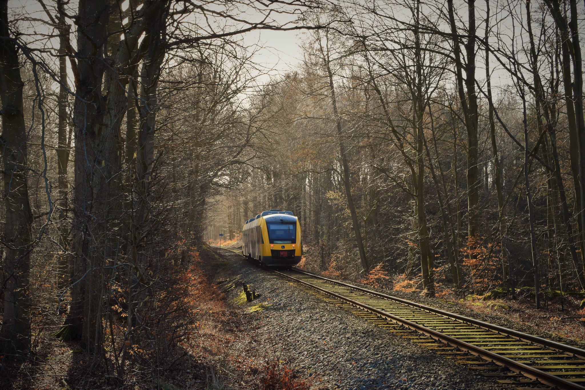 Train in forest
