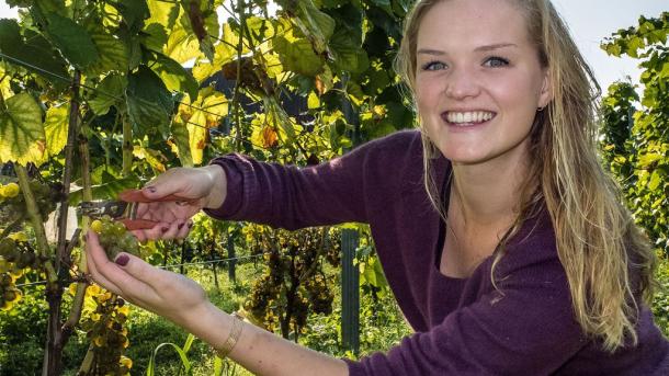 Weinernte im Weingut Hylkegaard in Djursland an der dänischen Ostsee
