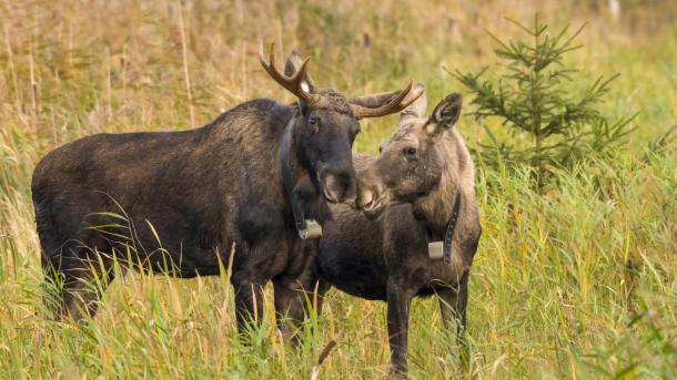 Elche im Naturpark Lille Vildmose im dänischen Nordjütland