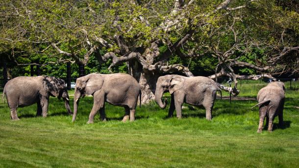 Glamping with elephants - Knuthenborg safaripark