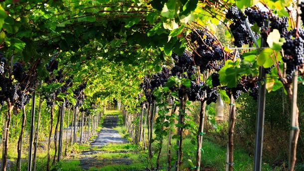 Grapes at Vesterhave wineyard in Zealand, Denmark