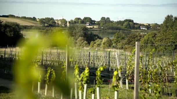 Ærø Vineyard
