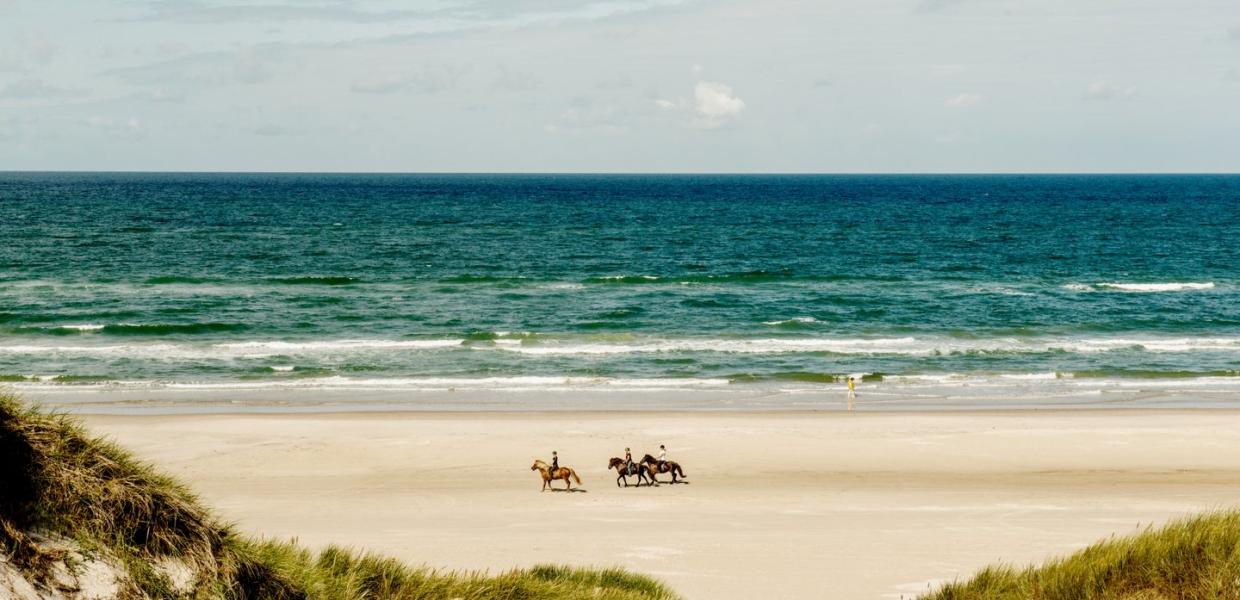 Horses at Blokhus beach