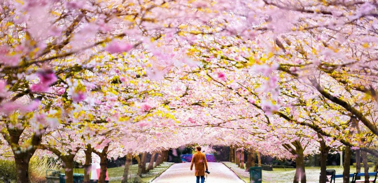 Cherry blossoms at Bispebjerg Cemetery in Copenhagen
