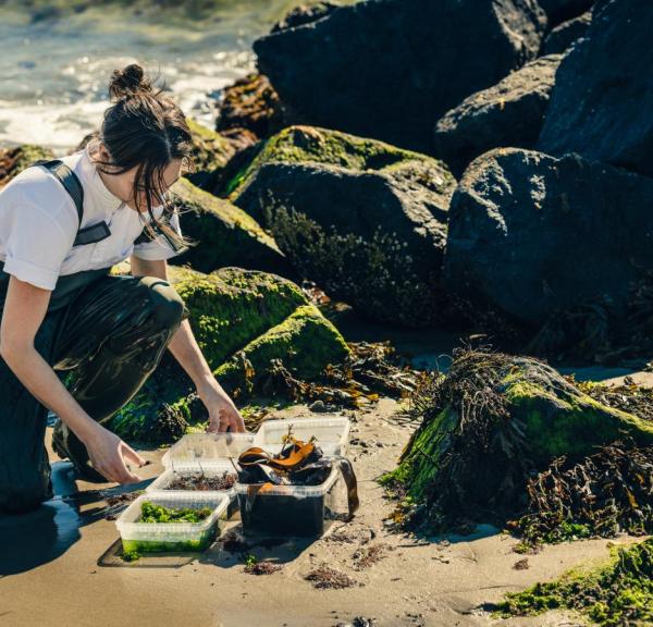 Mathilde from Restaurant Blink gathering seaweed by the beach in Skagen, North Jutland