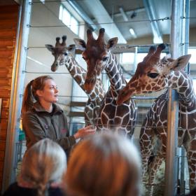 Giraffes in Odense Zoo