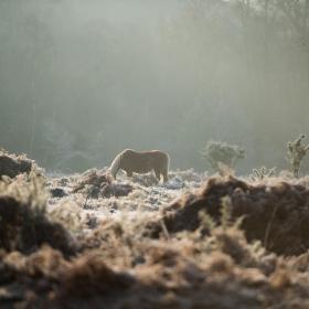 horses in a misty field