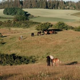 Horses in national park Mols Bjerge, Denmark