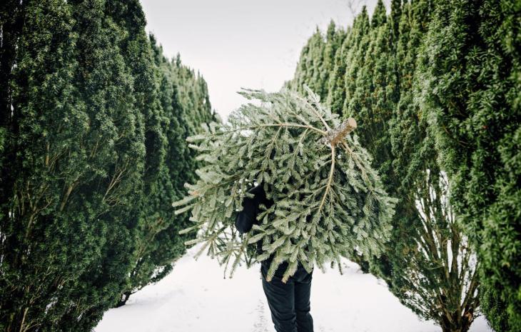 A man carries a freshly-cut Christmas tree, Denmark